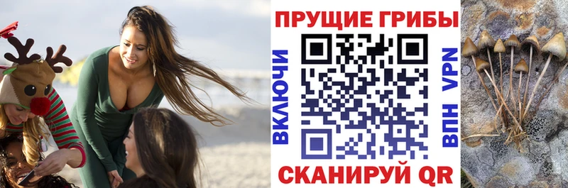 как найти   Мурманск  Галлюциногенные грибы Cubensis 